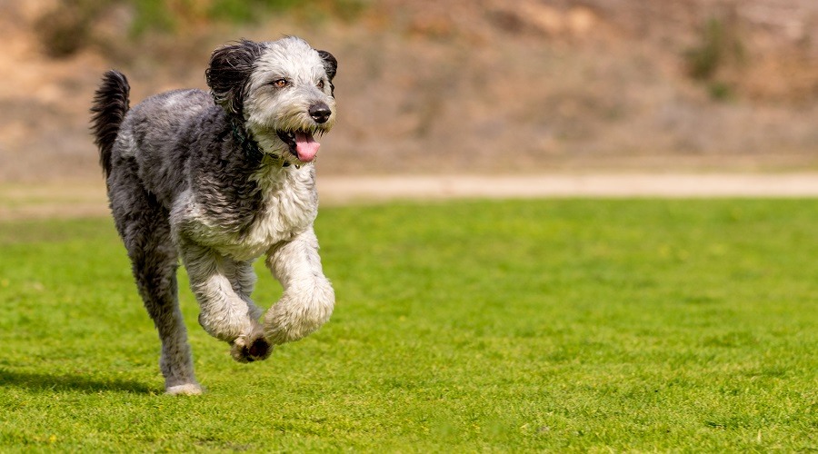 Grey and black husky poodle mix running in a field
