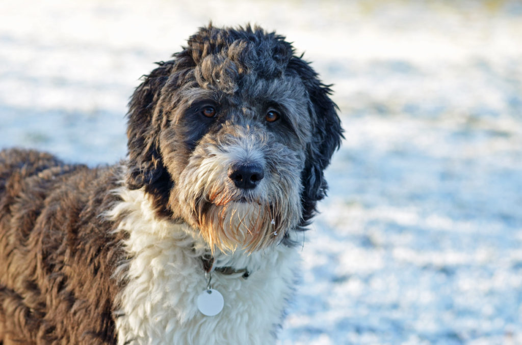 Australian shepherd toy poodle mix outlet