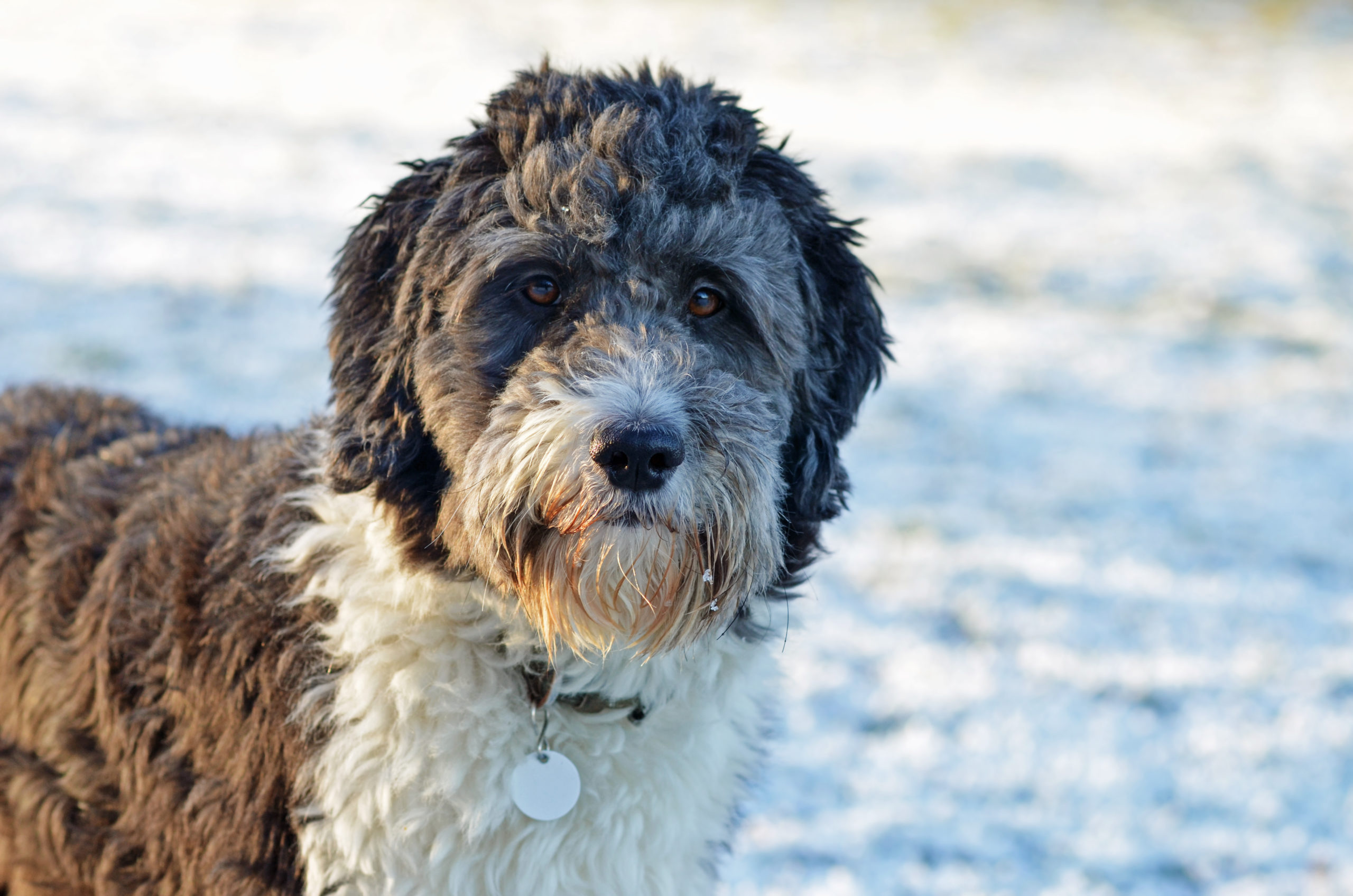 silver and white australian shepherd dog stranding in the snow