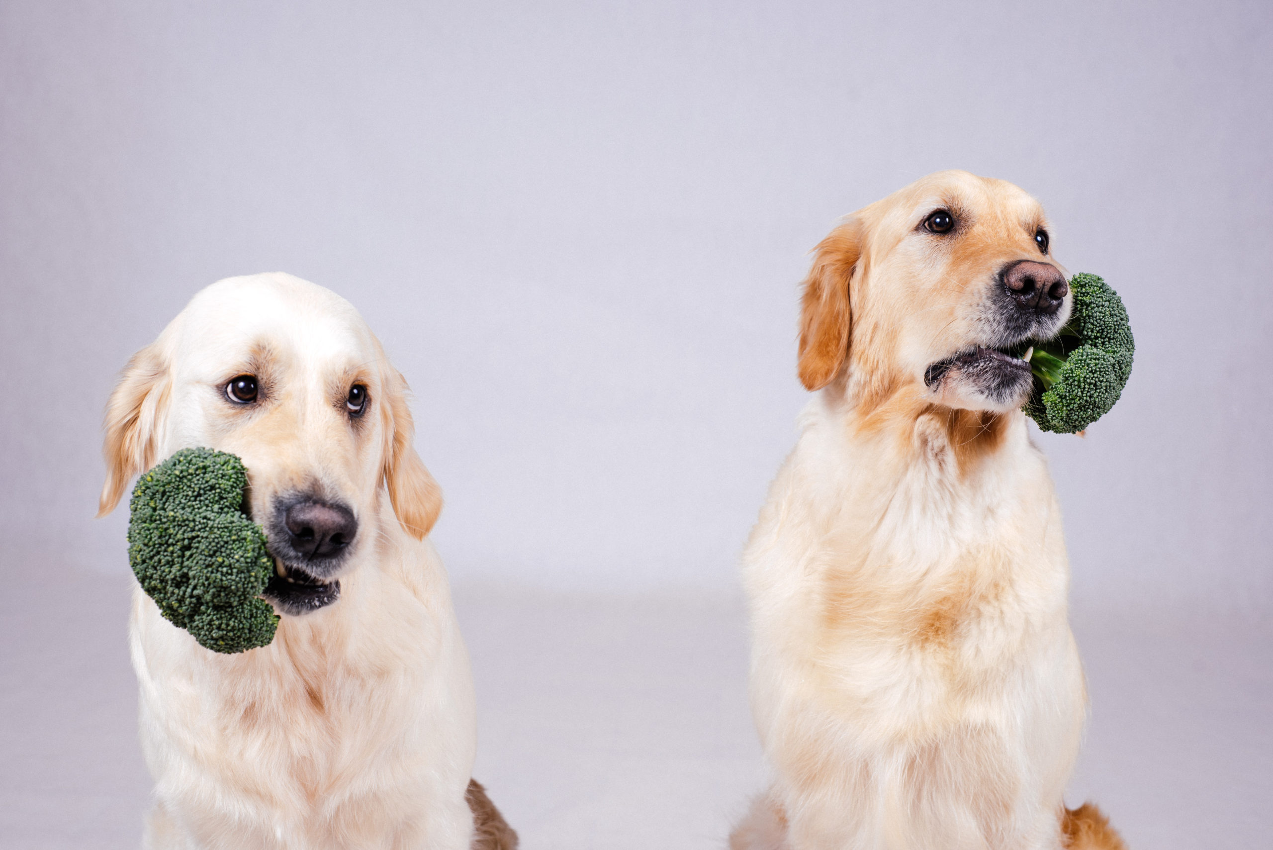 Two labradors with broccoli in their mouthes