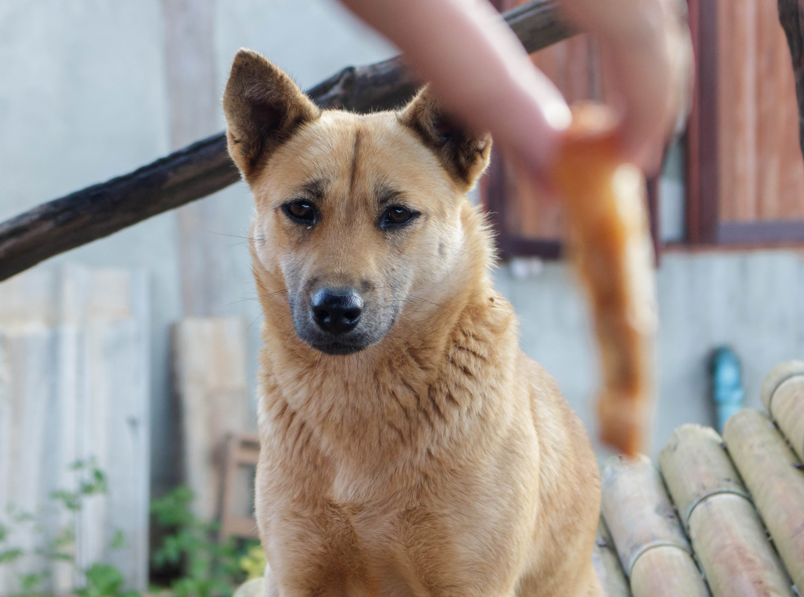 Dog starring at sausage dangling from a person's hand