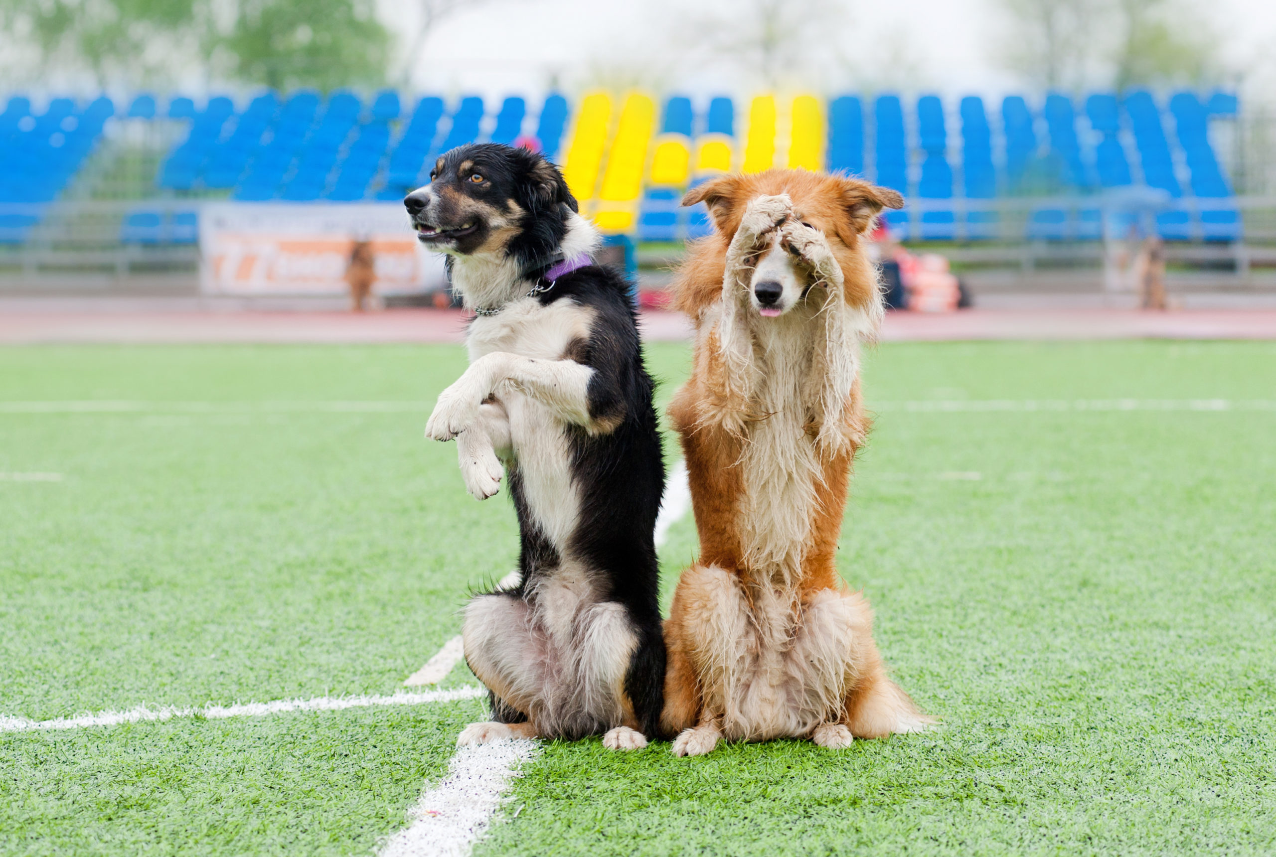 two dogs performing tricks in soccer field