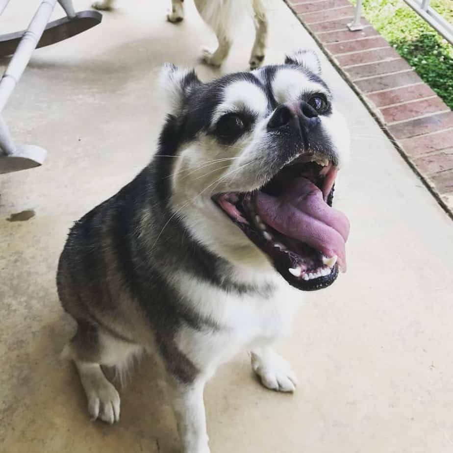 White and grey husky pug mix opening mouth and sticking tongue out